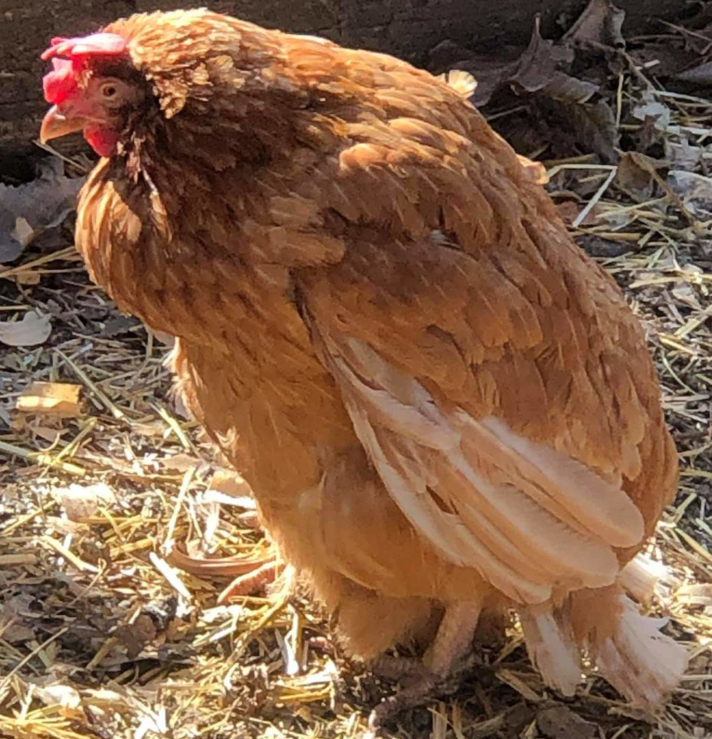 Vets can help sick chickens but avian veterinarians are better.