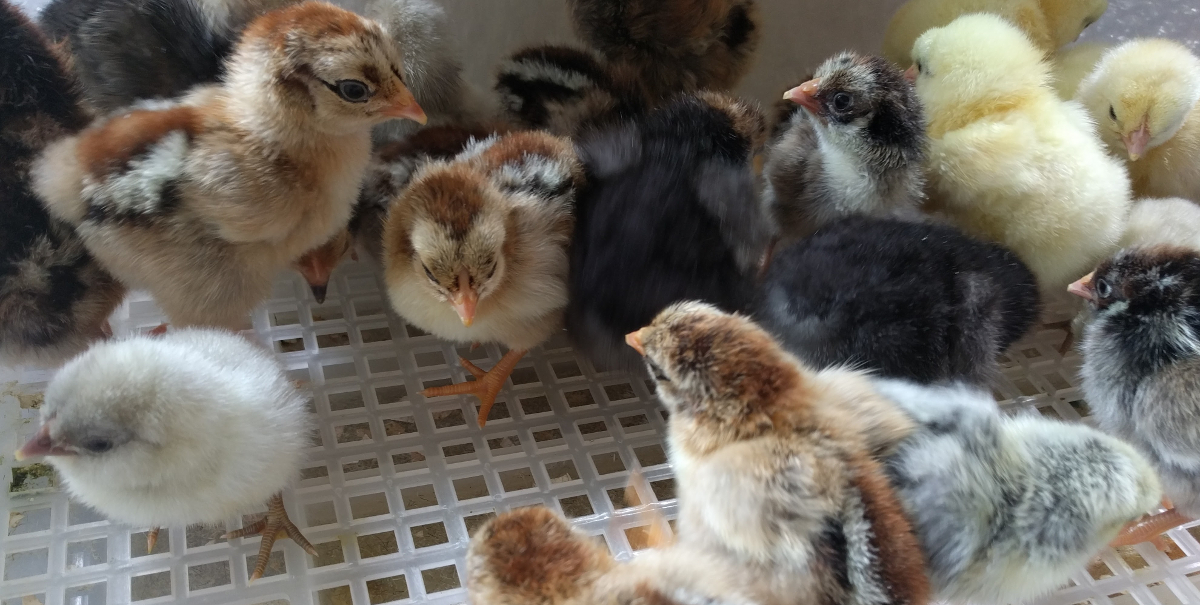 A clutch of baby chicks.