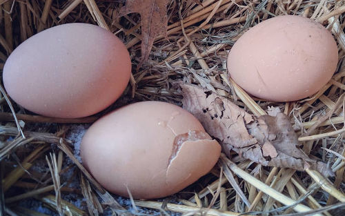 How To Get Hens To Lay Eggs In Winter