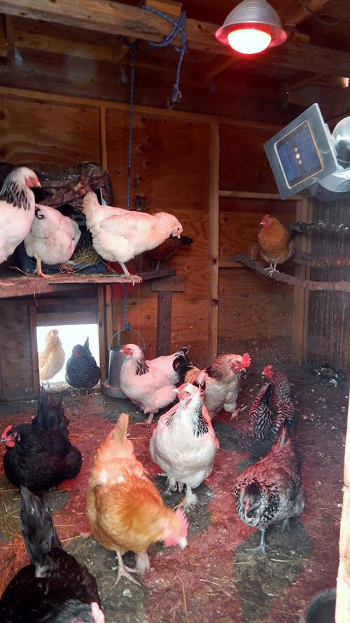 How to get hens to lay eggs in winter. Cluckin