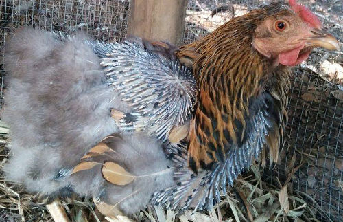 how-to-get-hens-to-lay-eggs-in-winter-cluckin