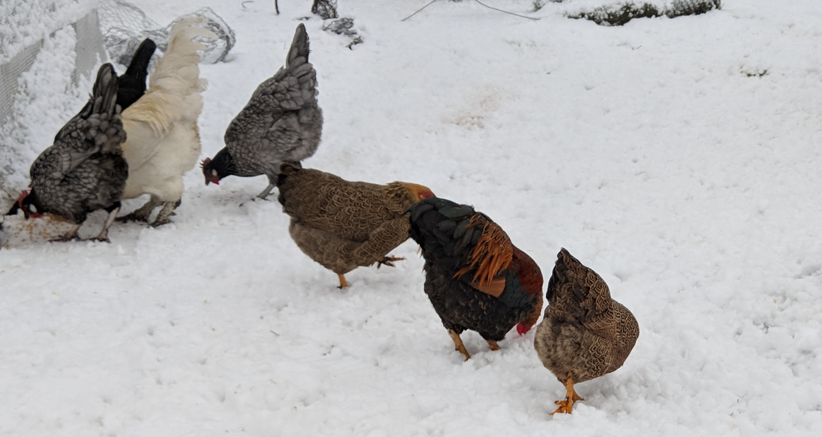 Can and should chickens be laying eggs in winter