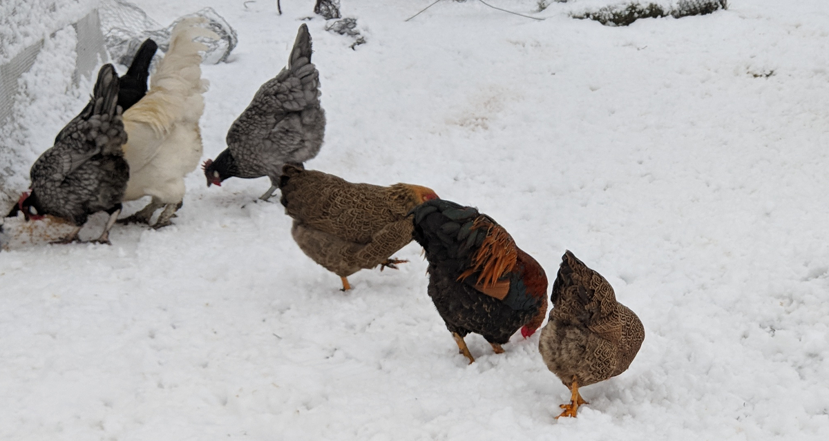 How To Get Hens To Lay Eggs In Winter Cluckin