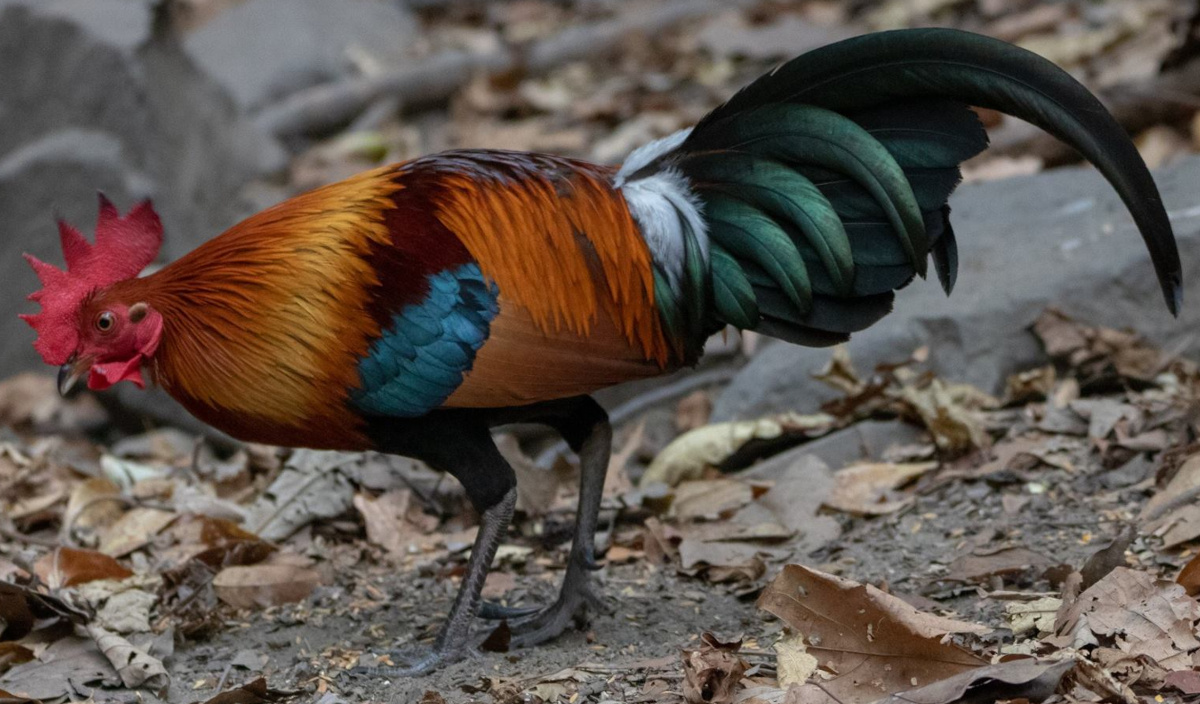 A wild red jungle fowl cockerel, the ancestor of the modern chicken.