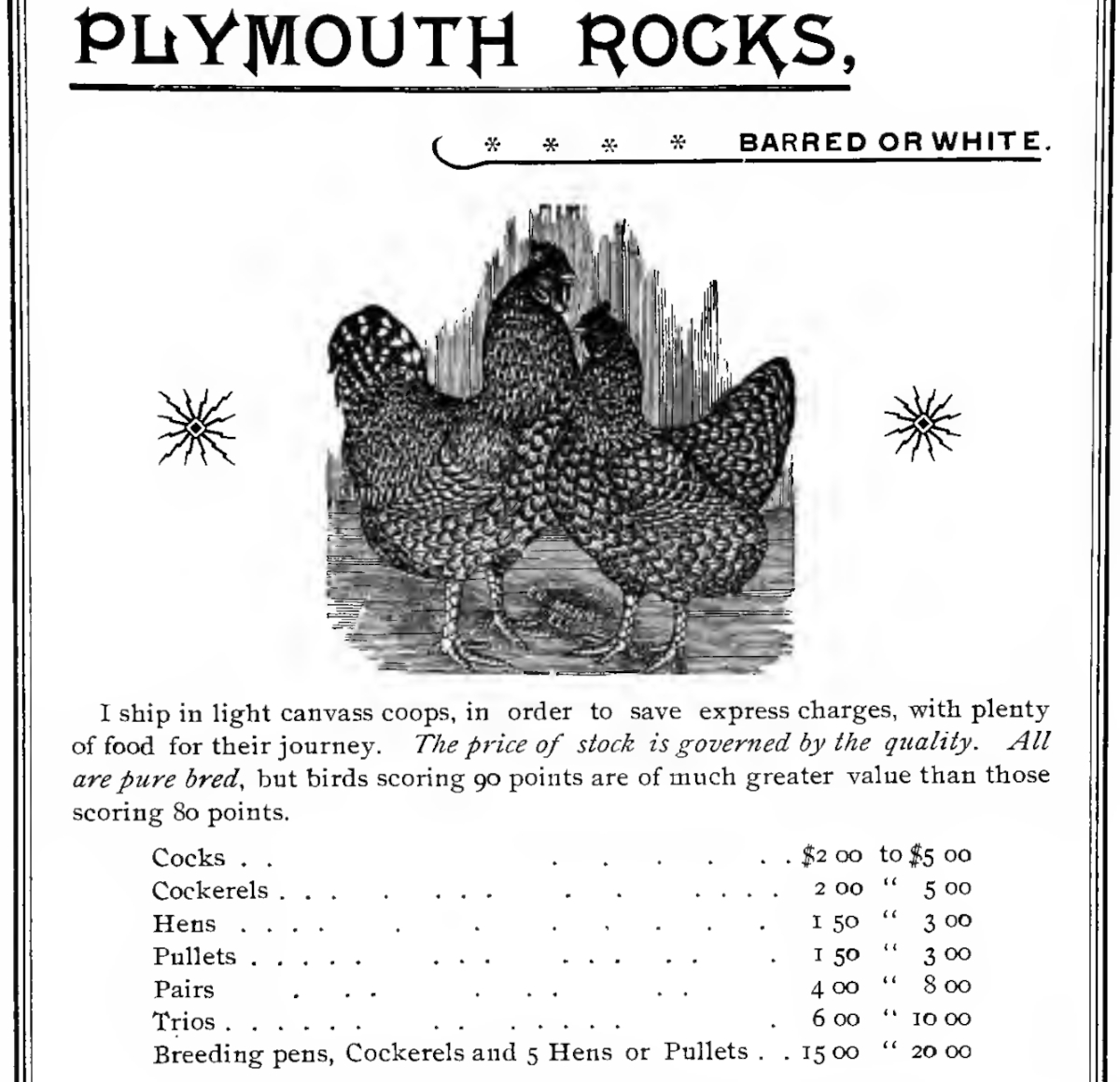 An advert for Plymouth rocks from 1921.