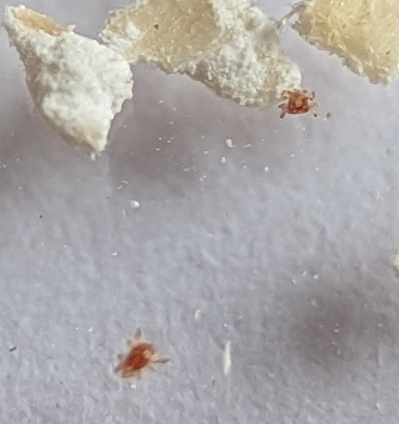 How does diatomaceous (DE) earth work? Cluckin