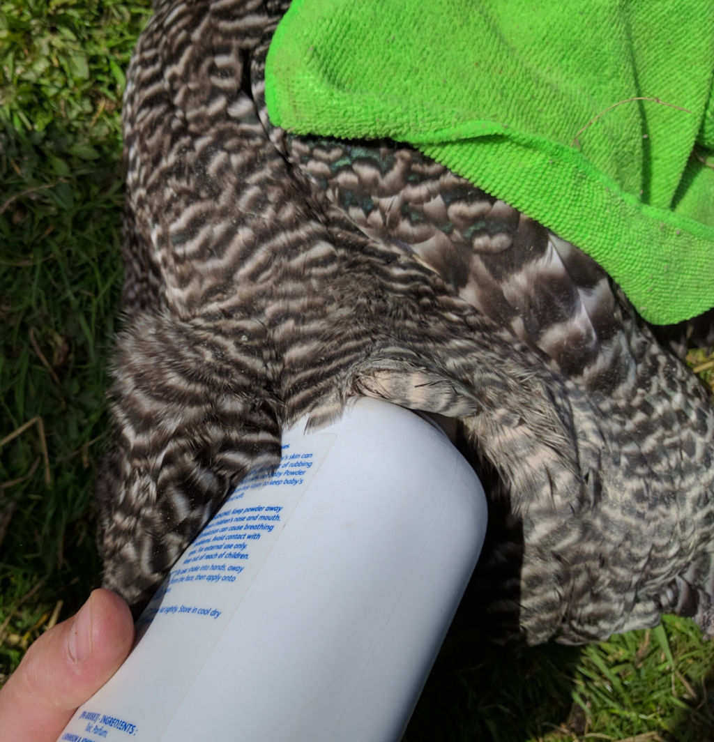 How, how much and where to apply diatomaceous earth to chickens and