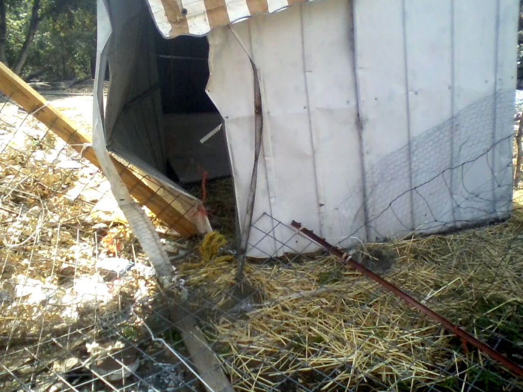 Bears and how to protect your chickens. Cluckin