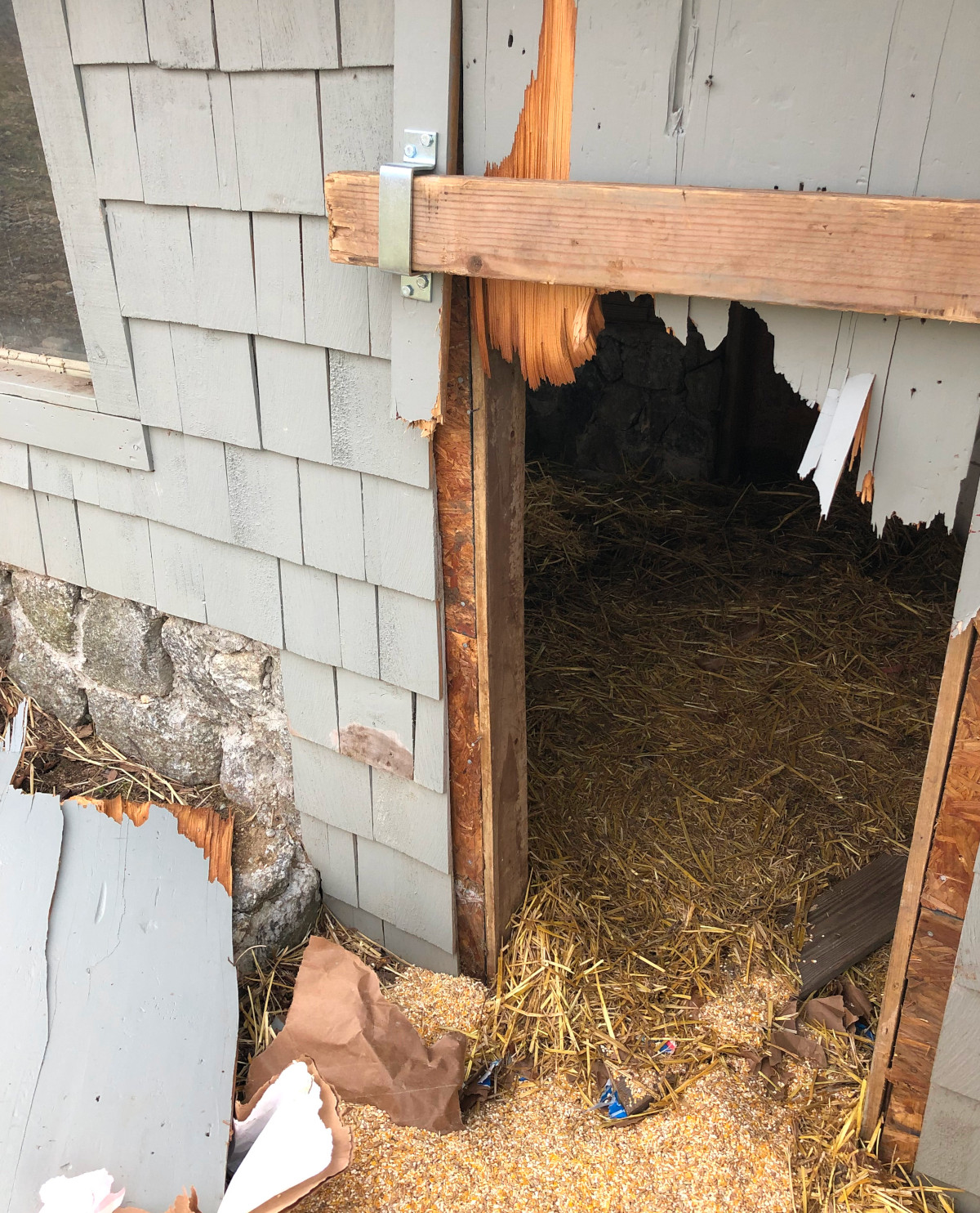 This is the result of a bear attack on a chicken coop and the door is broken clean in half.