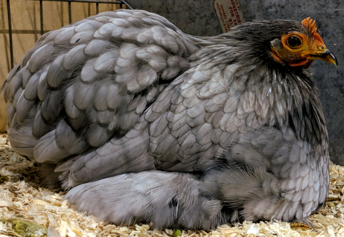 A blue Pekin chicken at a poultry show
