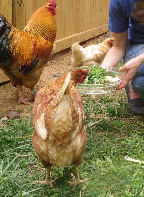 How to tame and train chickens. With an 8 week guide. Cluckin