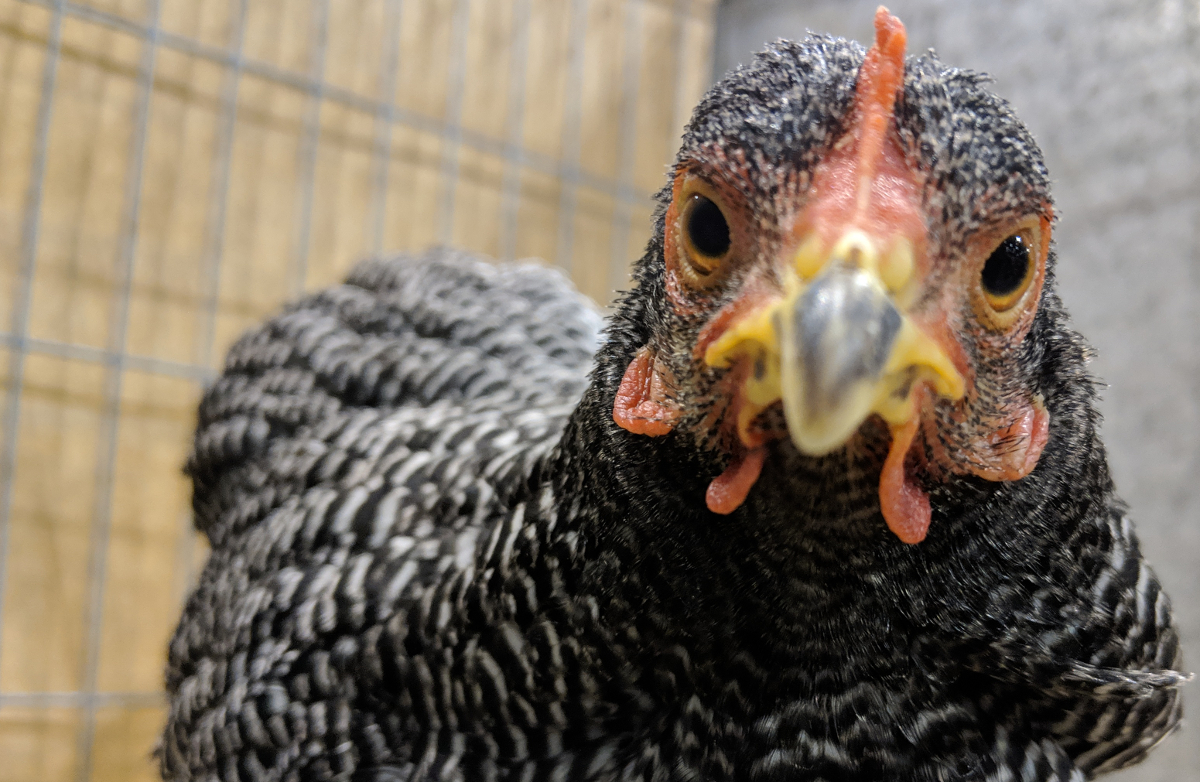 Taming and training your chickens