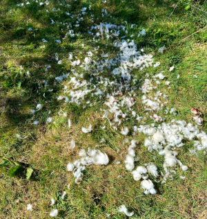The pile of feathers left after a fox attack.