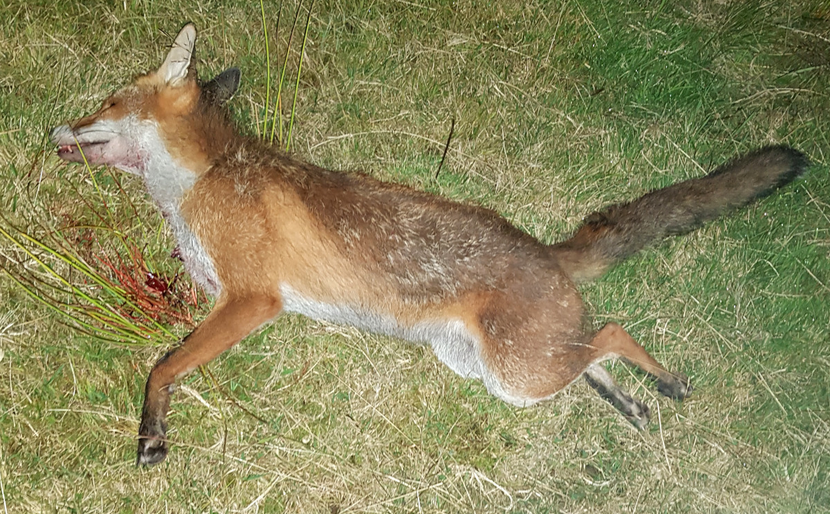 A fox that has been shot after worrying chickens.