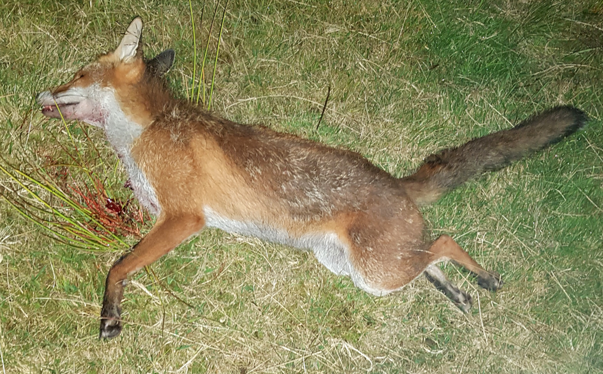 Dealing with Foxes. What you need to know about catching, trapping and