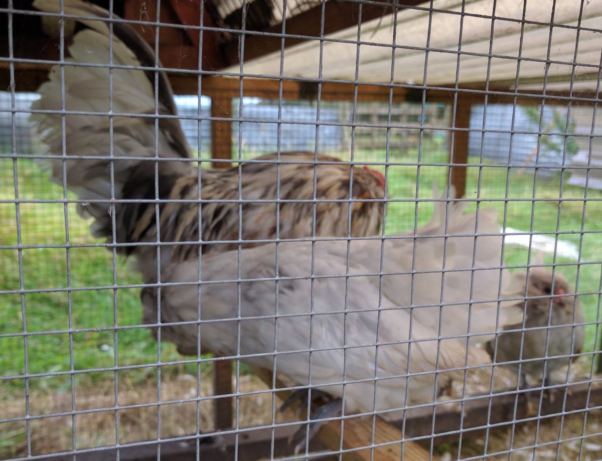 A fox proof chicken run with weld mesh fences.