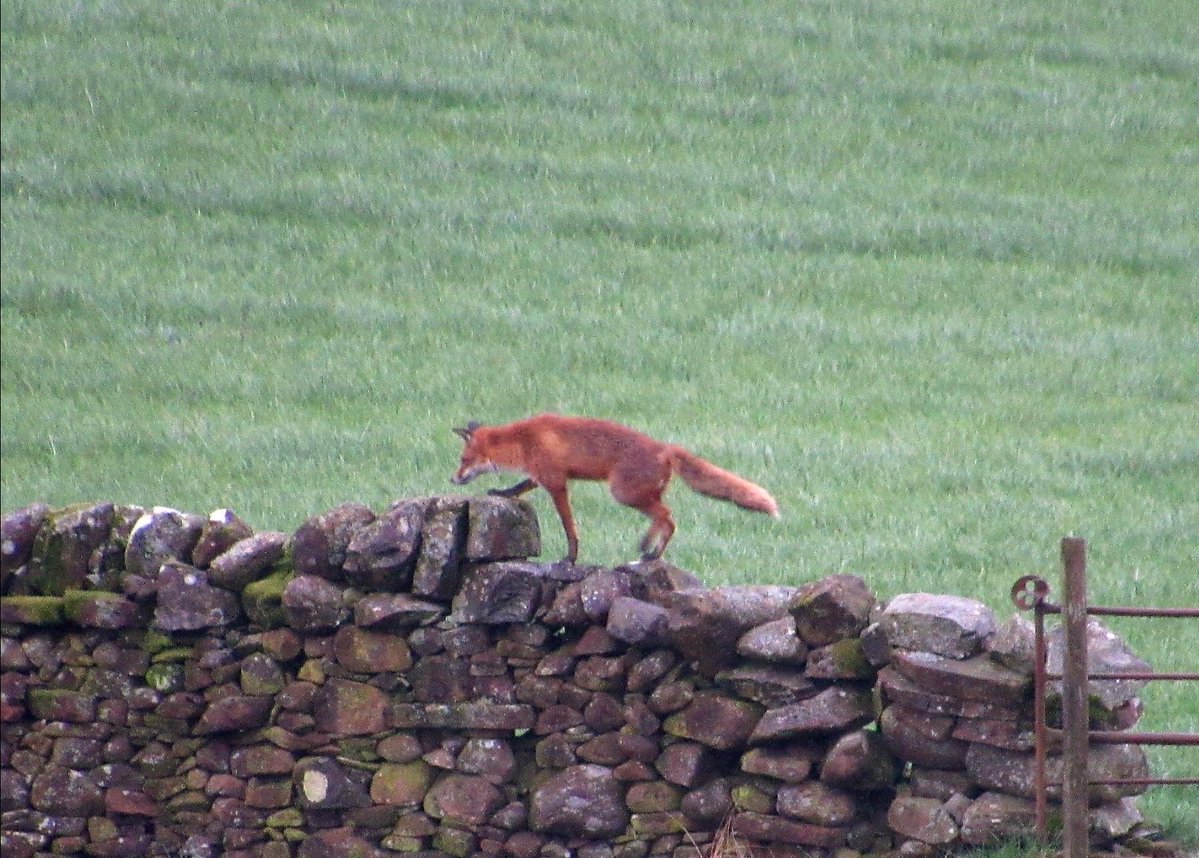 A fox crossing the fields on my land.