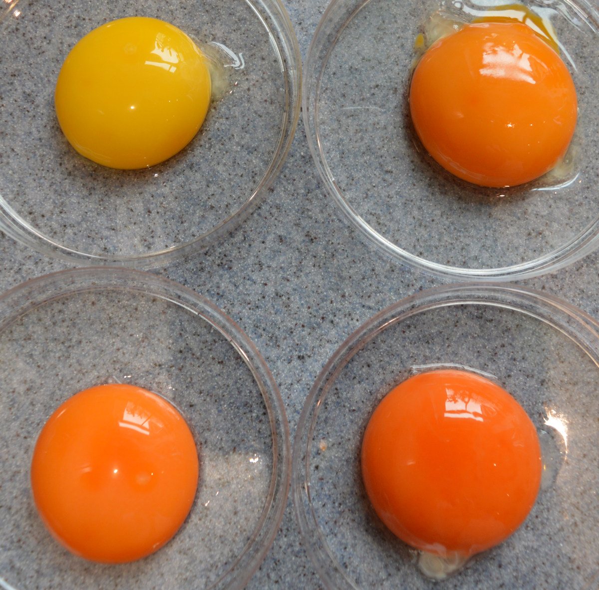 Healthy Eggs Can Be Any Colour From Light Yellow To Deep Orange.JPG