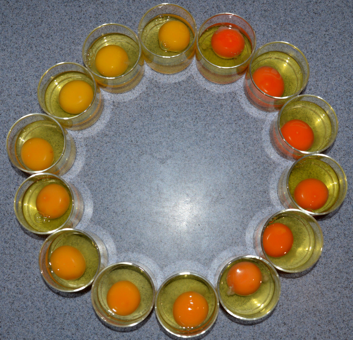 The Scale Of Colour Of Egg Yolks Xl.JPG