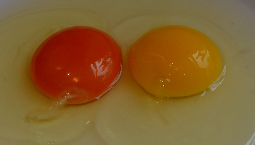 Comparison Of My Egg Yolks Before And After The New Diet Lg.JPG