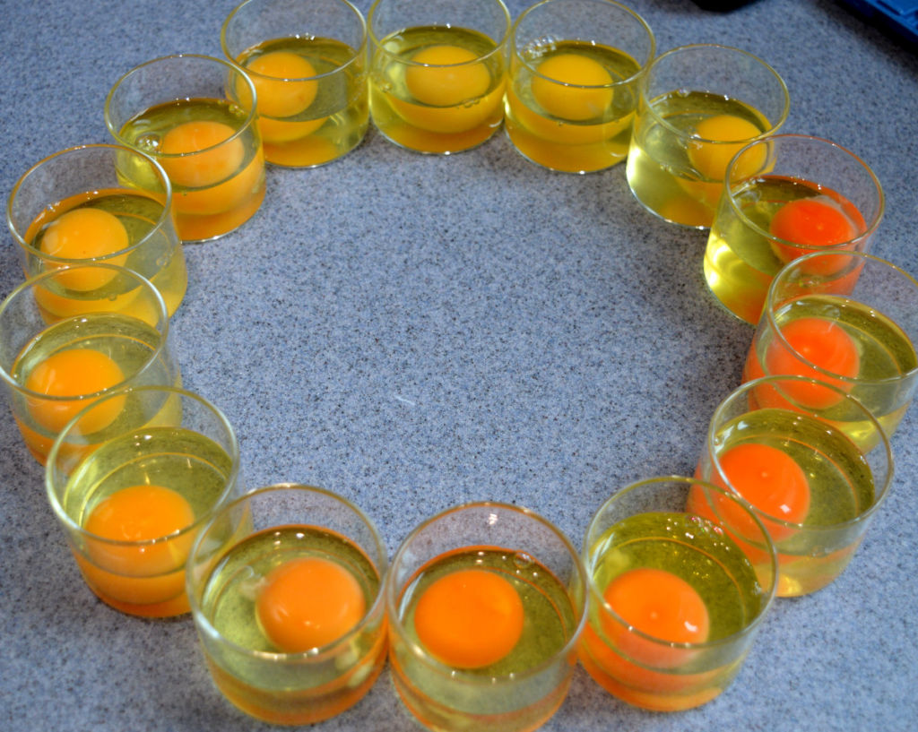 Egg Yolk Colourcompared Across 16 Eggs Lg 