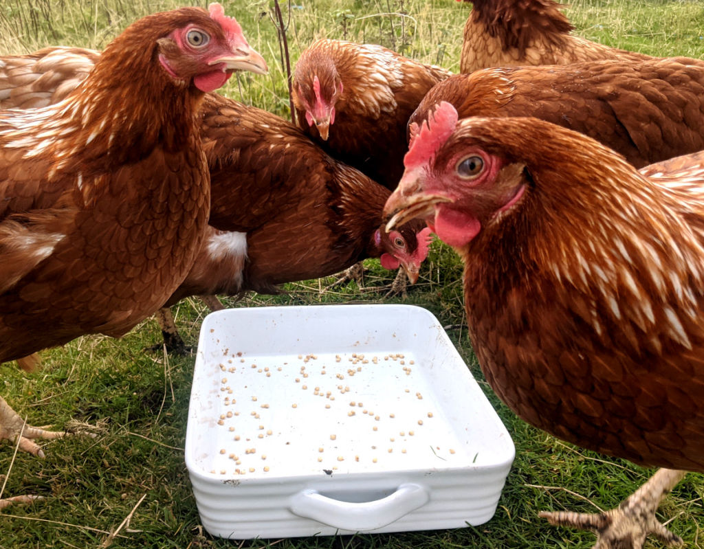 The vitamins and minerals in chicken feed. Cluckin