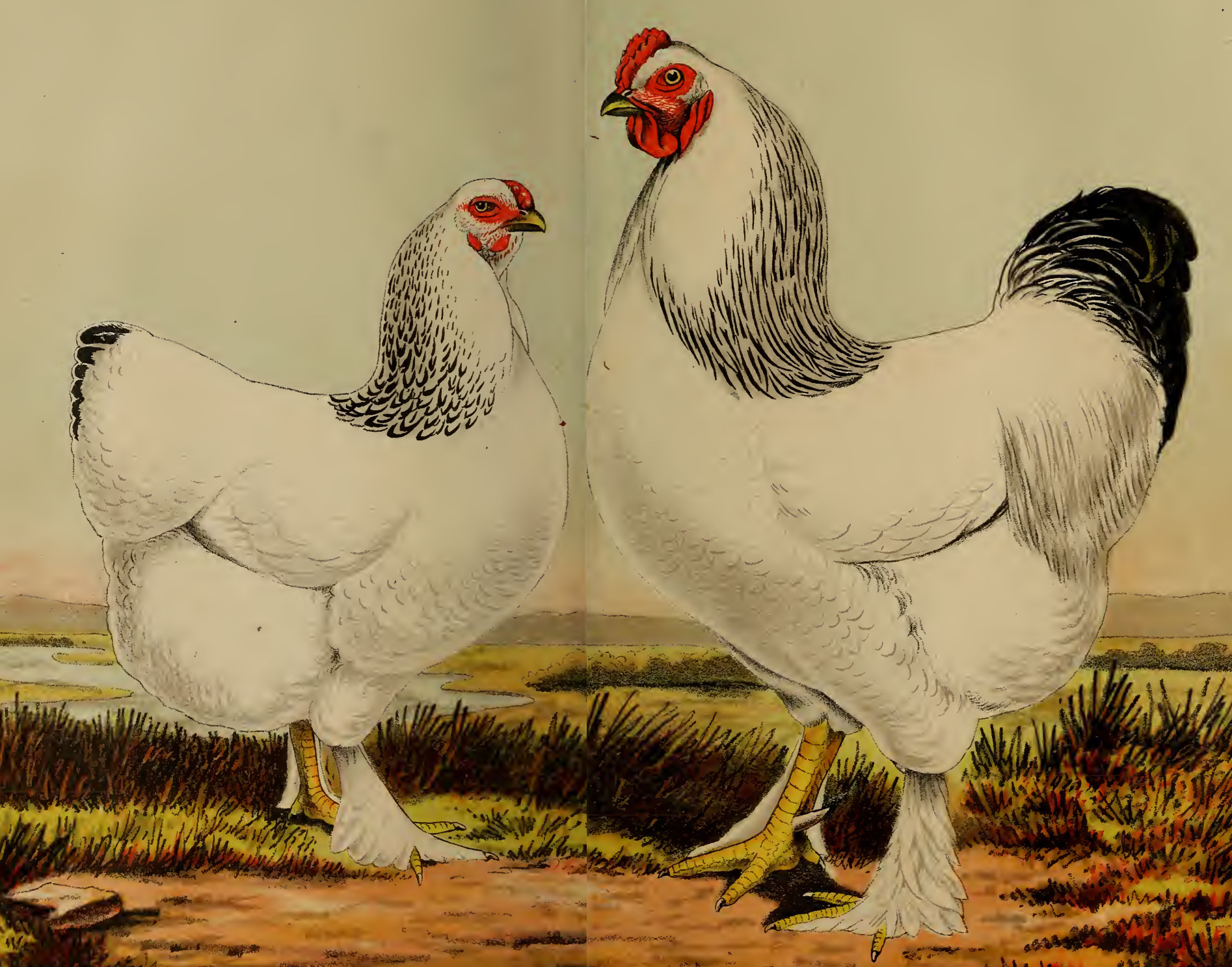 An artists drawing of the Brahma chickens from 1874