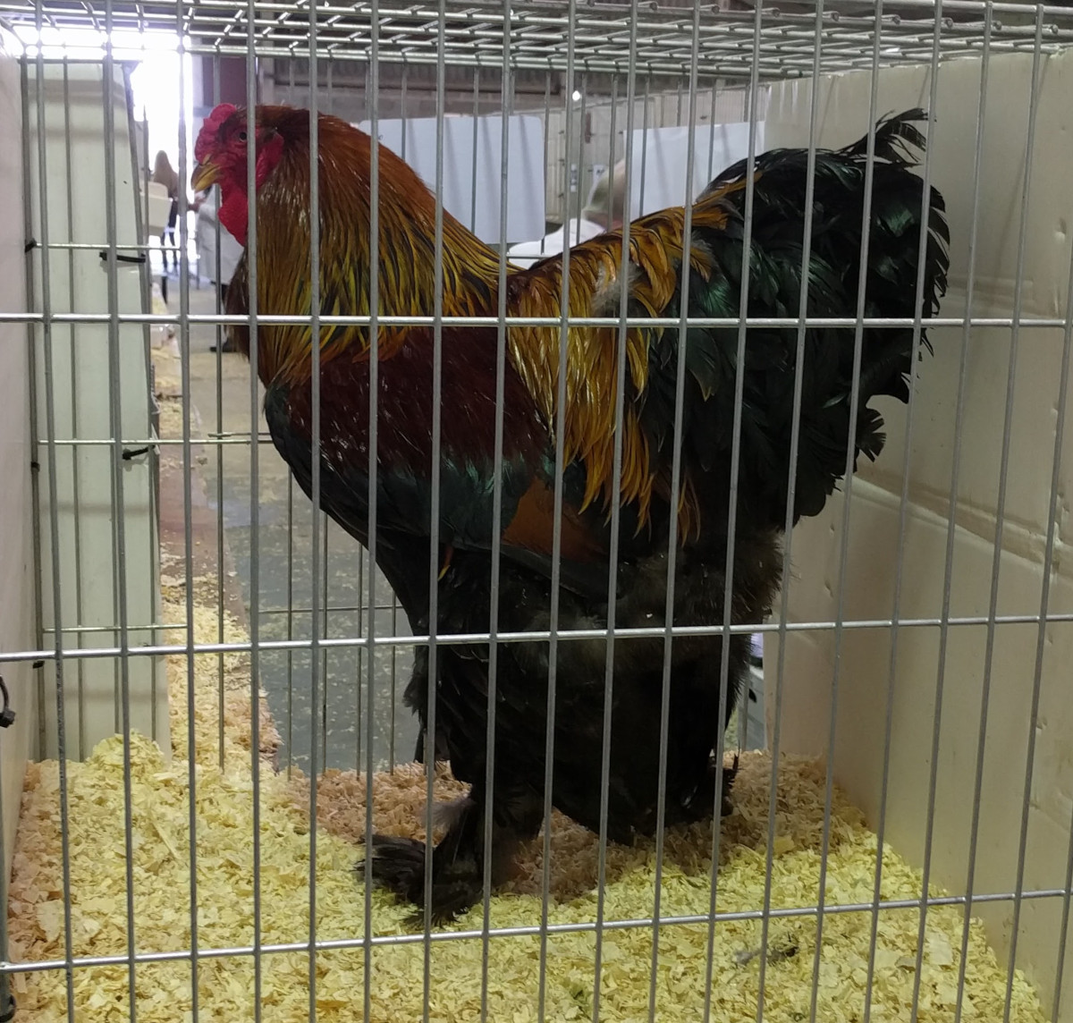A Brahma chicken at a poultry show, showing just how big they are.