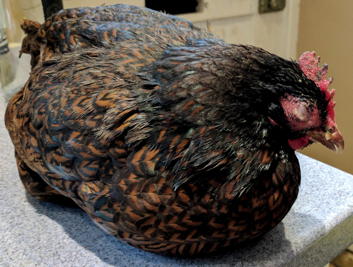 A very sick chicken. Learn how to identify the common chicken diseases and how to treat them