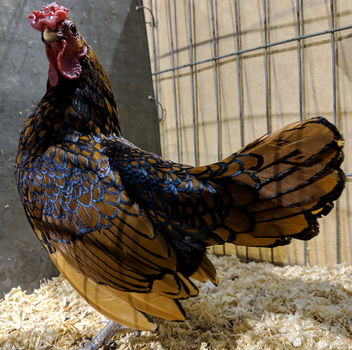 A gold laced Sebright cockerel show winner