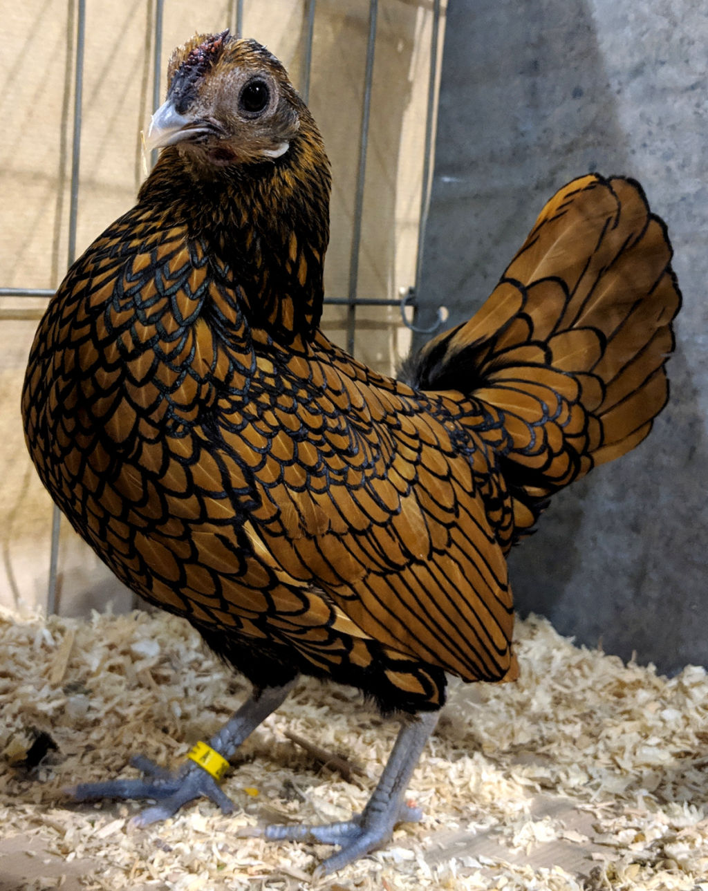 Sebright bantams. A hen feathered delight with over 200 years of ...