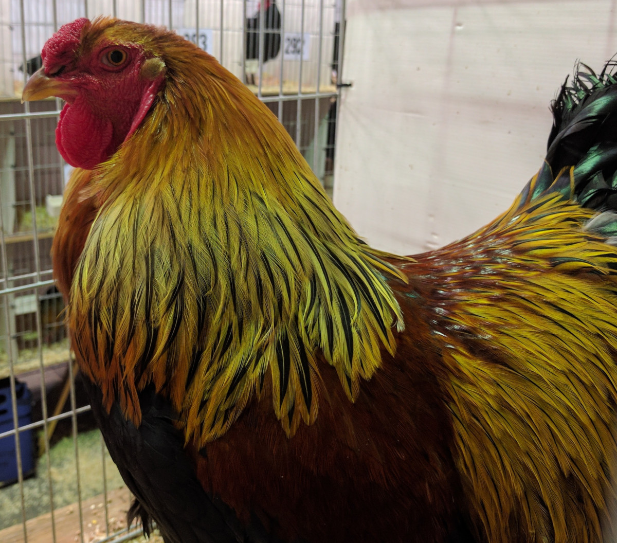 A close up photo of the Brahma at a poultry show.