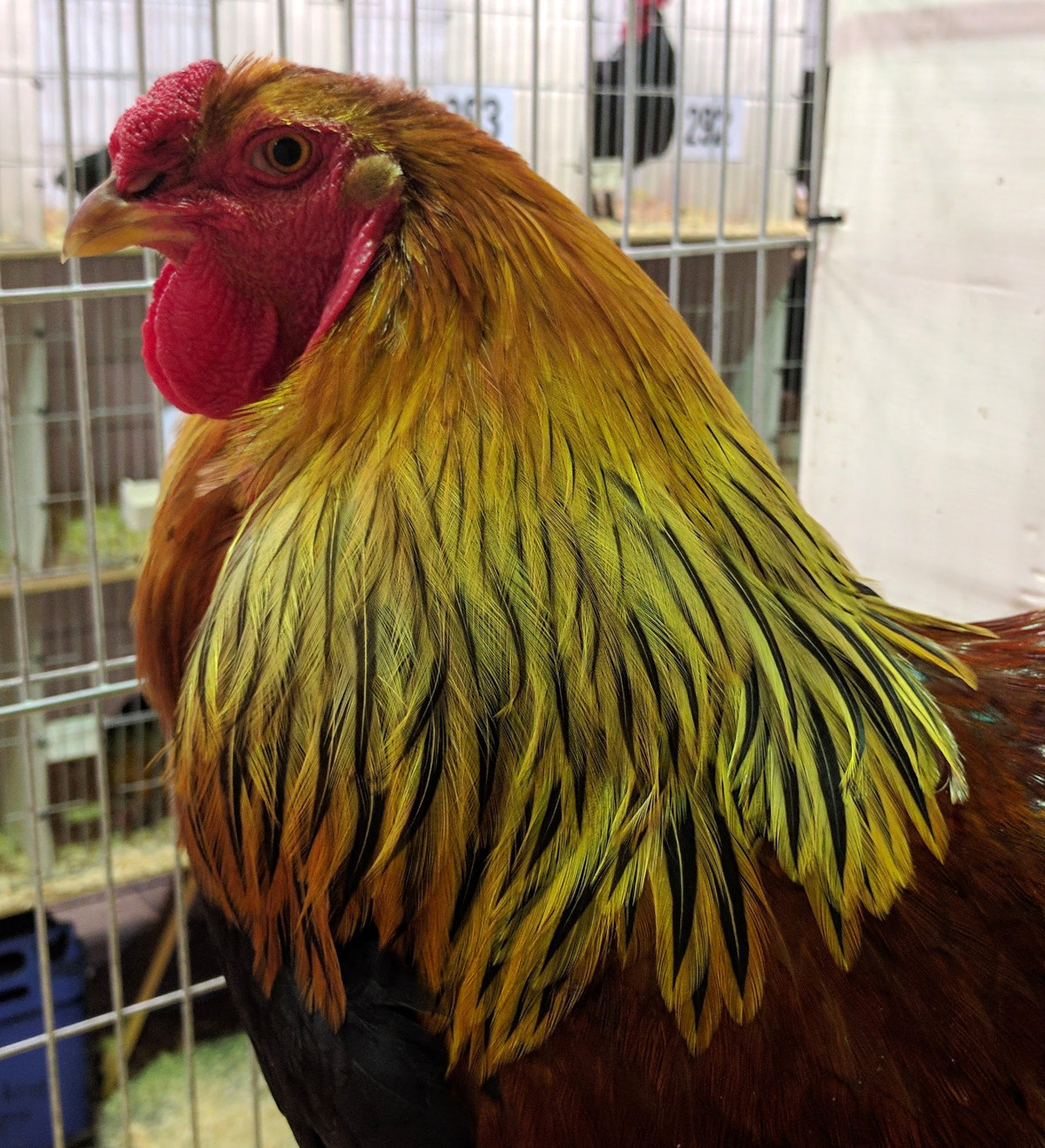 A Brahma cockerel.