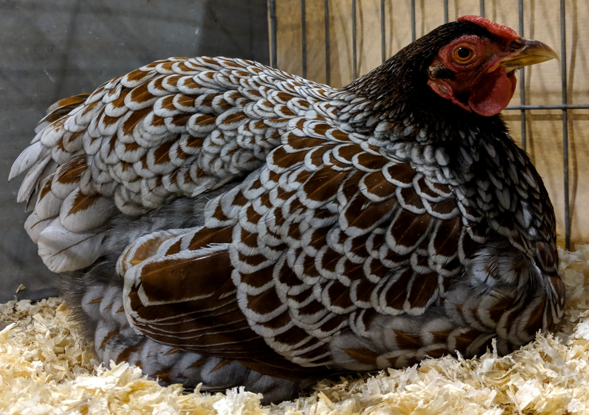A blue laced red Wyandotte, one of the prettiest colours.