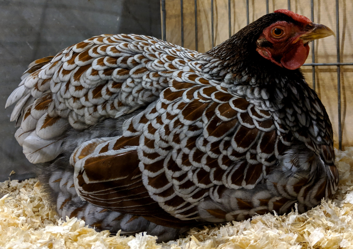 silver laced red wyandotte