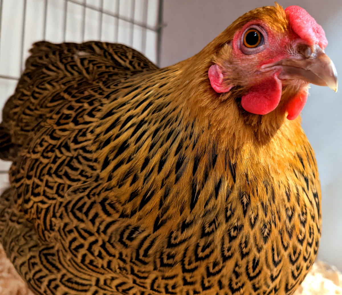 A show winning gold pencilled Wyandotte hen.