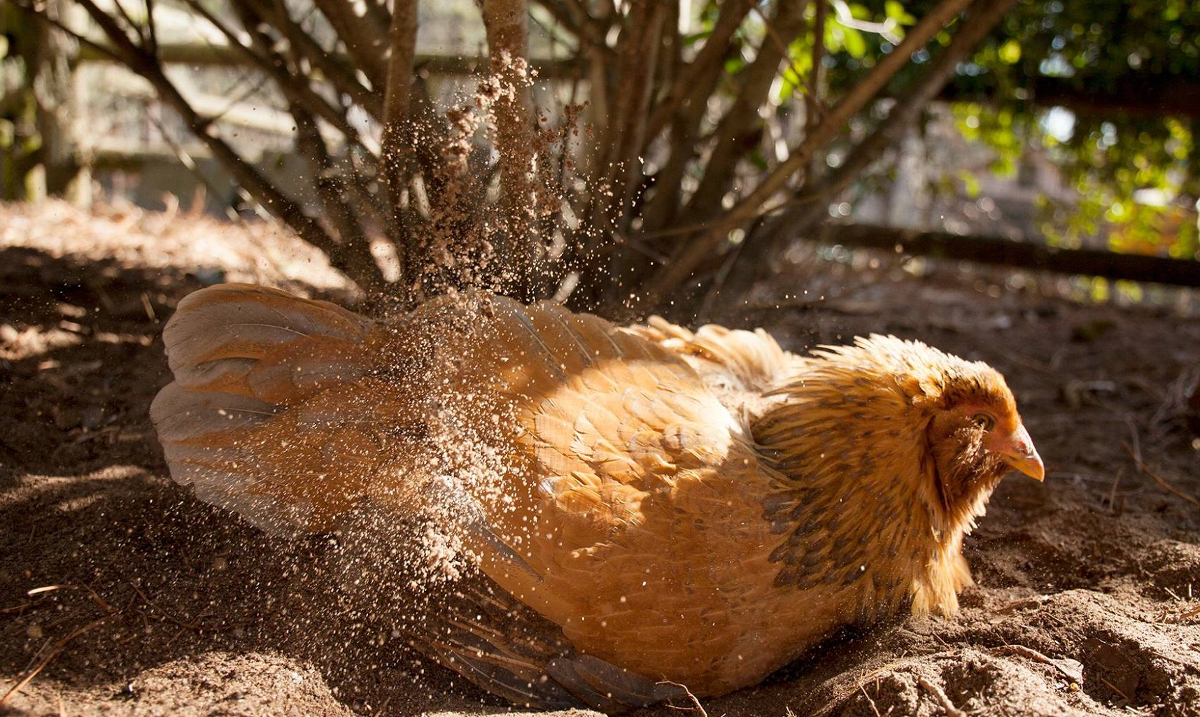 A chicken enjoying a dust bath in the sunshine.