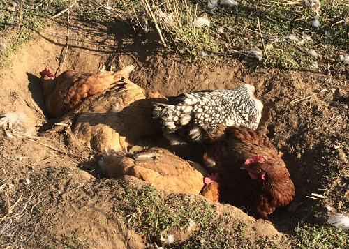 Dust baths for chickens and what to fill them with - Cluckin