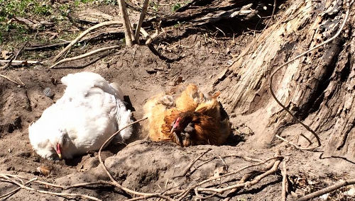 Dust baths for chickens and what to fill them with - Cluckin