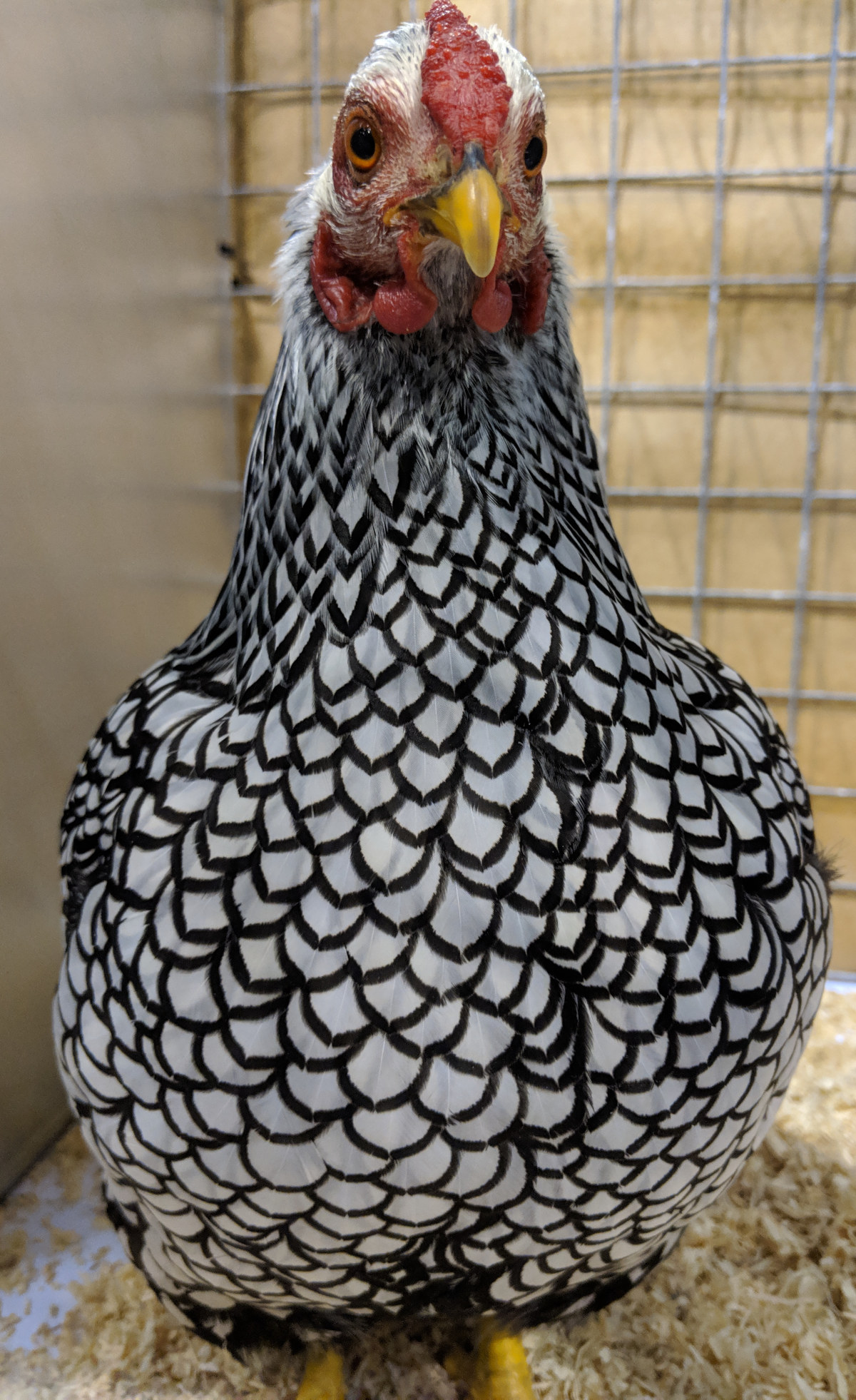 The silver laced Wyandotte was the first to be bred.