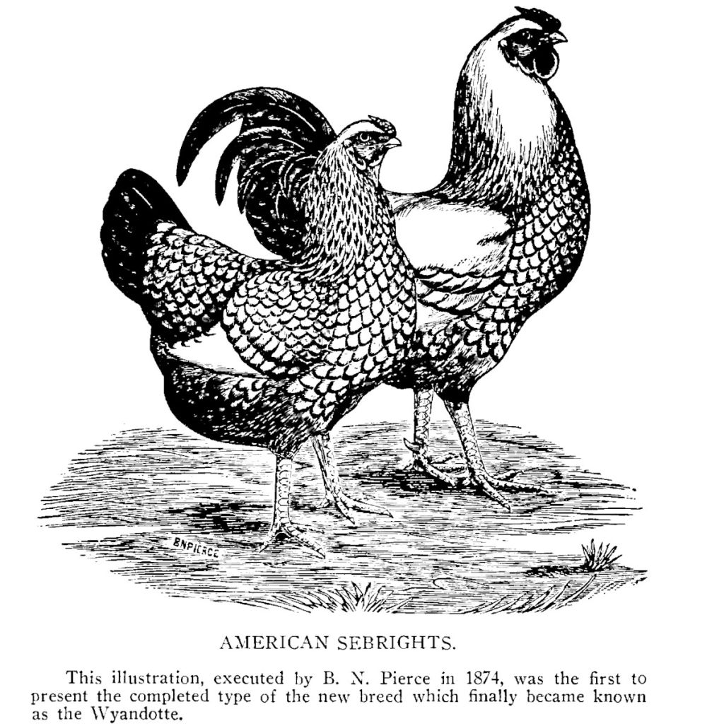 The origin, history and development of the Wyandotte chicken. Cluckin