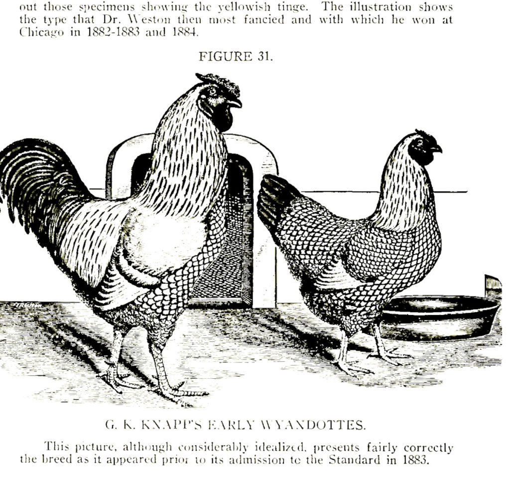 The origin, history and development of the Wyandotte chicken. Cluckin