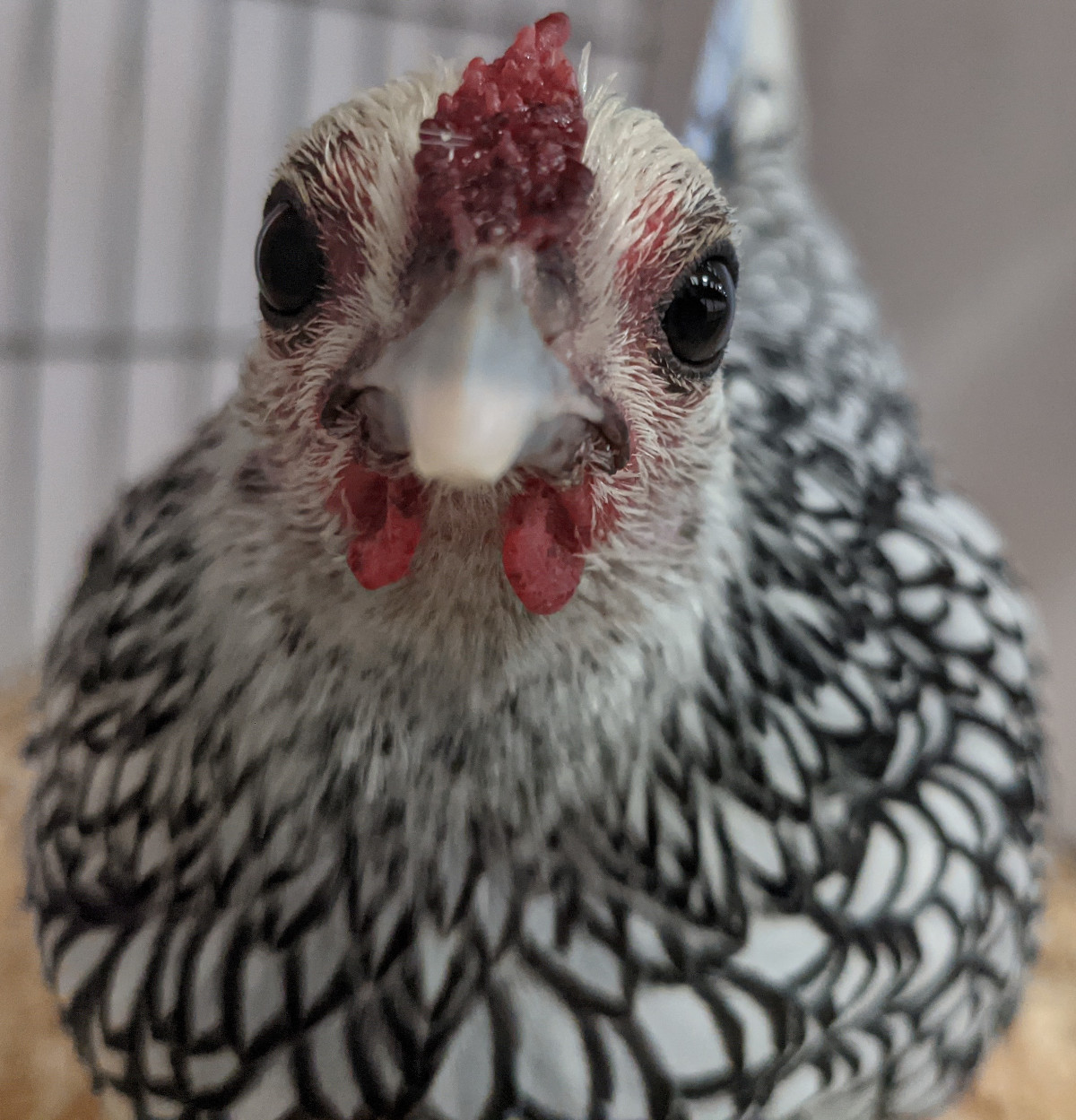My chickens are all considered to be pets.