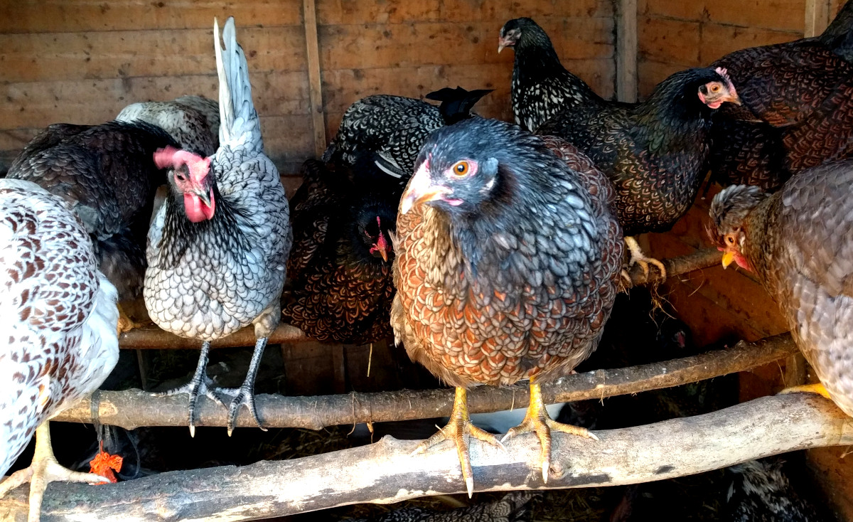 My flock of heritage chickens roosting for the night.