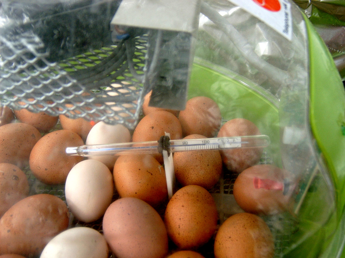 Most of my egg incubators lay the eggs on their sides and turn them back and forth.
