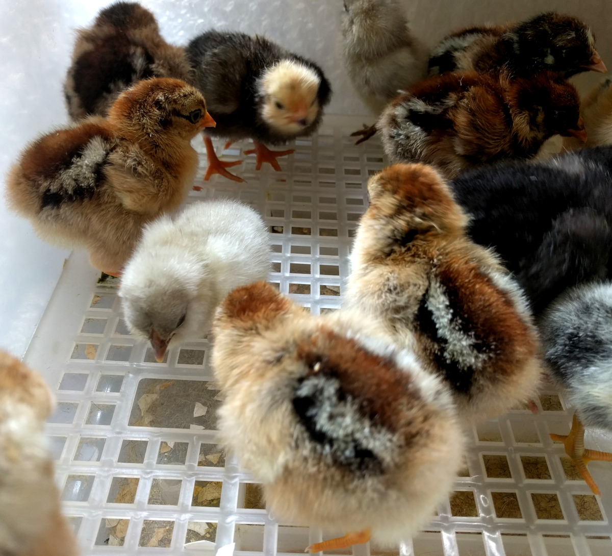 A batch of Wyandotte chickens in my hatcher.