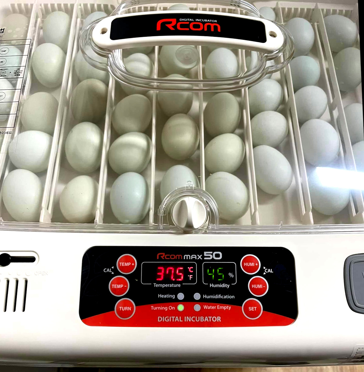 Does periodic cooling during the incubation of eggs make a difference to the hatch rate.