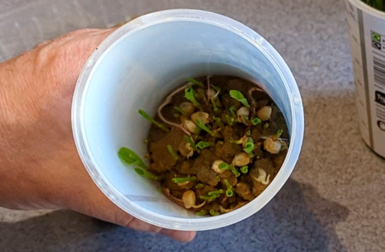 Fodder for chickens, 14 seeds tested and how to grow it with almost no ...