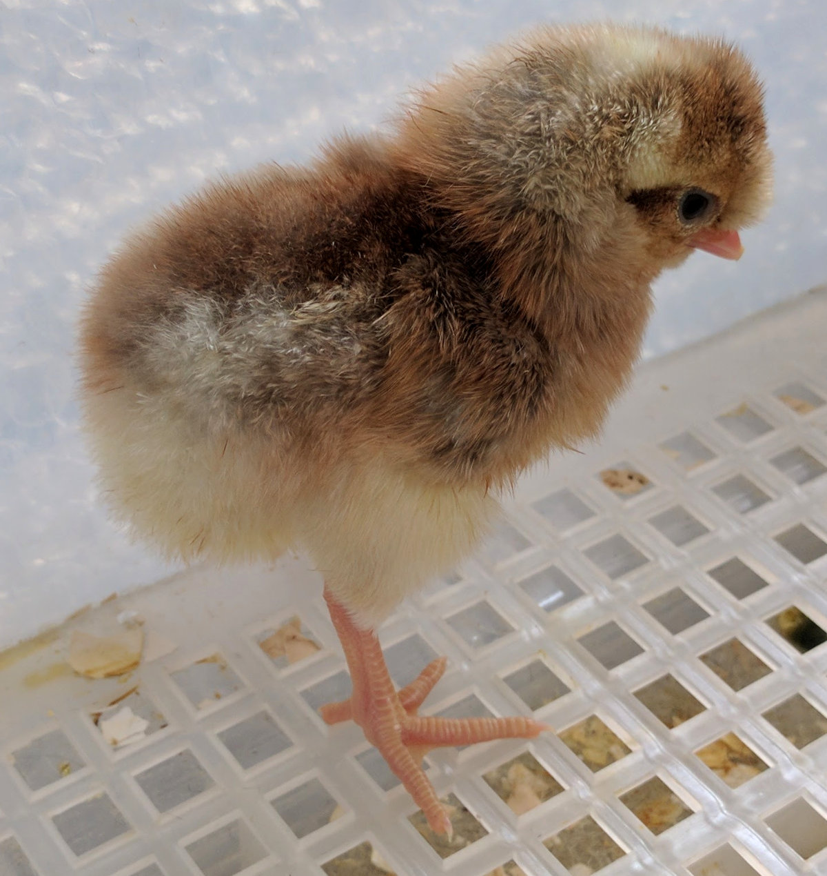 A newly hatched day old chick but which part of the egg did it comes from?