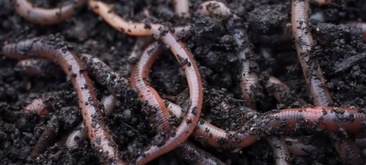 Earthworms raised for chickens